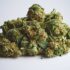 Curing Hash : méthodes pour affiner et maturer la résine de cannabis